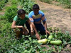 Programa de fomento à agricultura familiar beneficia 13 municípios