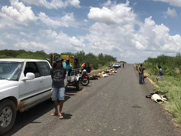 Condutor mata 29 ovelhas atropeladas em rodovia do Piauí