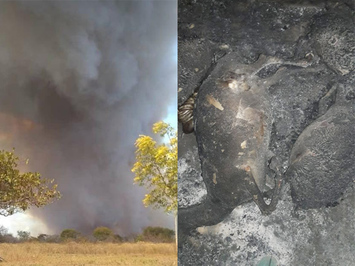 Incêndio mata mais de 30 ovelhas na zona rural de São Miguel do Tapuio