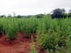 20º BPM localiza plantação de aproximadamente 100 mil pés de maconha na zona rural de Paulistana
